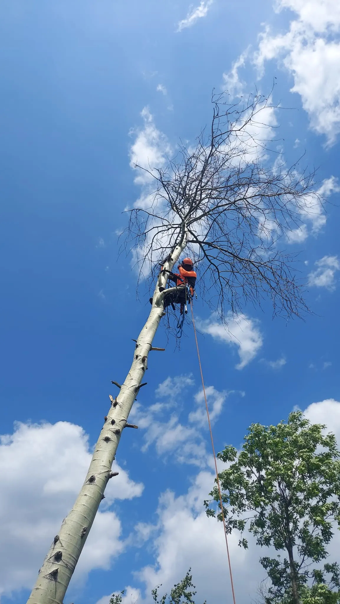 Arborysta pracujący metodą linową na wysokim drzewie