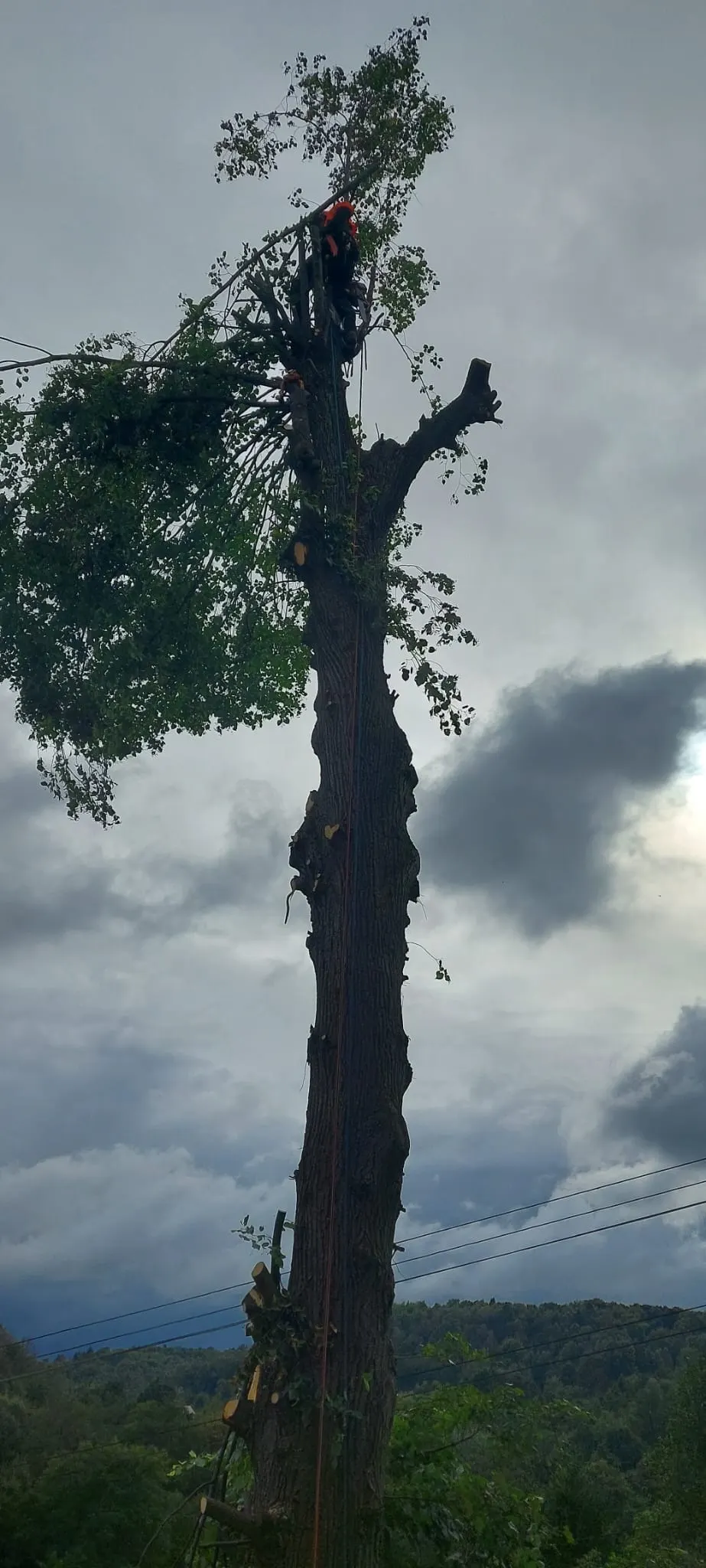 Arborysta na wysokim pniu podczas wycinki metodą linową
