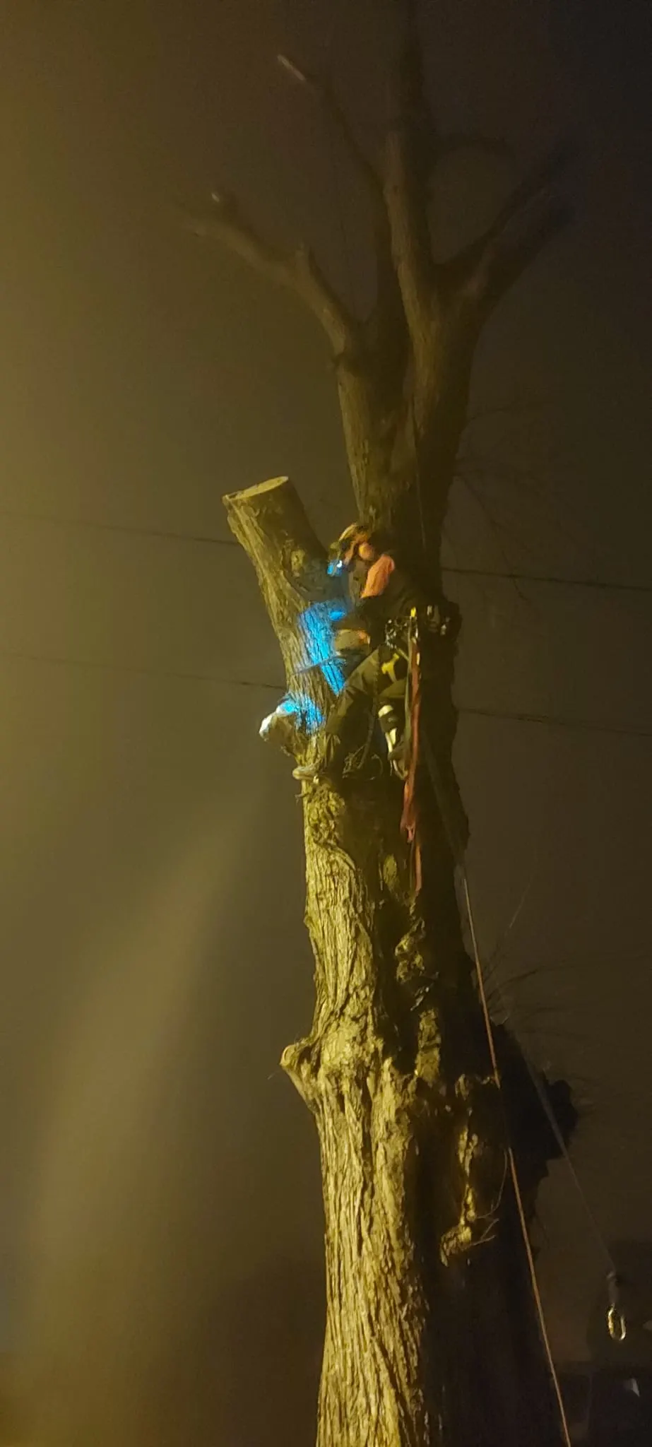Nocna wycinka drzewa przy użyciu technik linowych